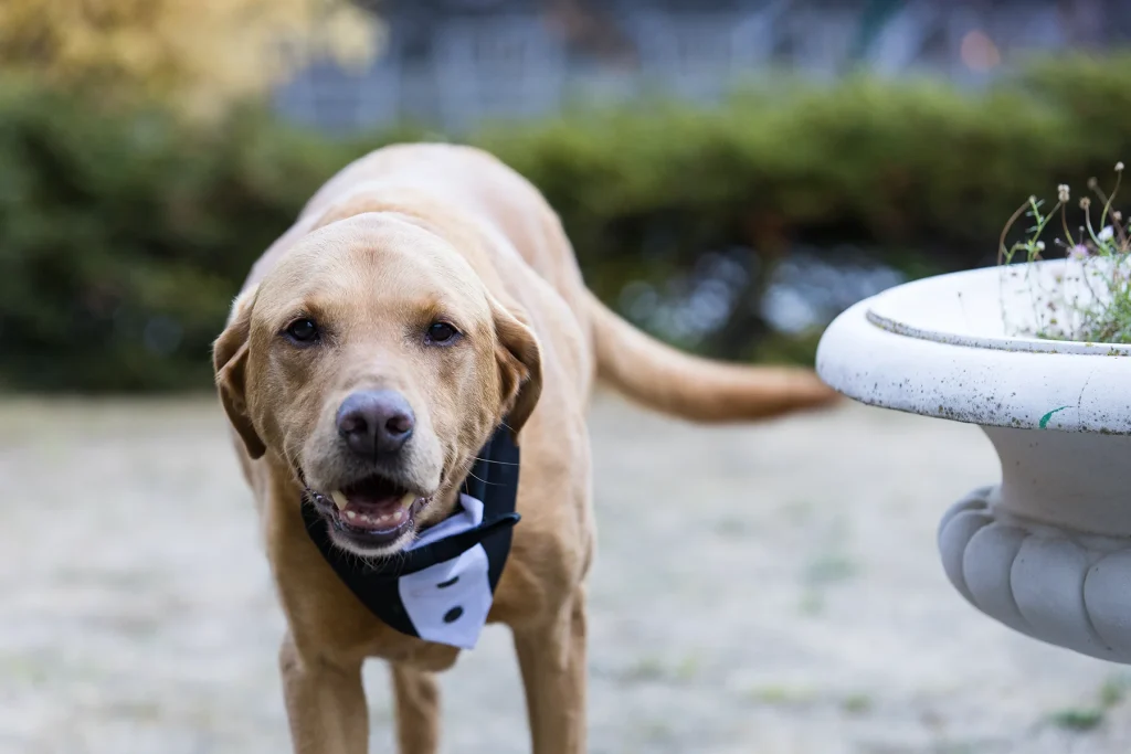 A dog wearing a black-and-white bow-tie bib stands beside a garden planter